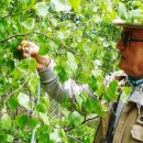 Береза повислая. Объект исследования