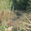 19.погоныш.турали.9.9.2011