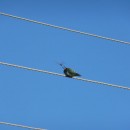 6зелен.щур.турали2.10.10