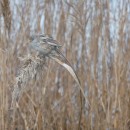 10.усат.син.самка.турали.15.01.10