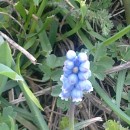 скорипочка.кисловод.2011