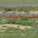 1.макиподорогенасарыкум.14.05.10