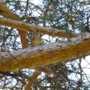 Белка карануб 2012