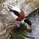 6.пеганка.10-15.10.11