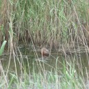 14.ондатра.турали21.05.10