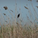 2.скворецнатростн.турали.04.06.10