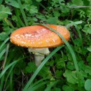 мухомор.карануб.23.08.2011