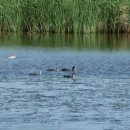 13.лысухи.турали.26.07.10