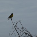 5.черн.тряспоетсилуэт