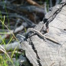 12.ящерица.тлярата.17-20.07.12