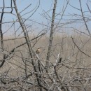 4лугов.чекан.самец.турали.18.04.10