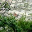 9.коноплян.черкейиокрестн.14.05.10