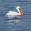 106.кудрявыйпиликан.красногол.ныр.судоремзав.21.02.12