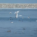 2.оз.чай.крохаль.судоремзав.21.02.12