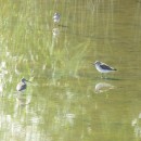 65.фифи.турали.3.08.12