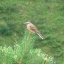 8.скальн.овс.25.7.09тлярош