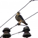 29.чеглоксдобыч.тур.02.10.09