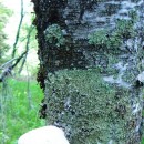 Местная флора