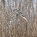 9.усат.син.самка.турали.15.01.10