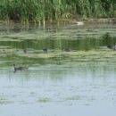 23.лысухиукафе17.07.09