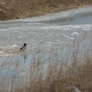 8.кряква.селезень.турали29.01.10