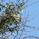 9.лазоревка.тур.9.10.09