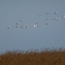 28.шипун.стая.черн.хох.турали.2.3.2012