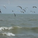 25.чайки.турали.11.03.11