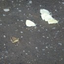 1.бабочкипьютводу.тлярата.17-20.07.12