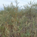 1.облепиха.турали.30.08.12