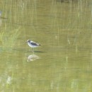 57.фифи.турали.3.08.12