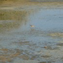 14.турухт.турали.9.9.2011