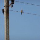 40.степ.пустельга.турали.9.9.2011