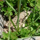 1.лягушка.хунзах.06.07.2011