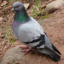 2.сиз.гол..кисловод.1.05.11