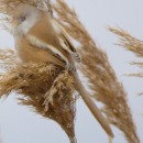 46.усики.турали.7.01.12