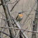 3лугов.чекан.самец.турали.18.04.10