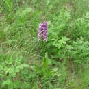 1.орхидея.14.05.10