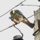 39.чеглокfalcosubbuteoсдобыч.-acrocephalusagricola.тур.02.10.09