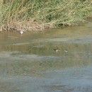 11.фифи.турухт.турали.9.9.2011