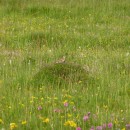 29.пол.жаворон.хунзах.08.07.2011