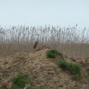 26.рыж.цап.турали.16.09.2011