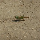 саранча.турали.15.08.11