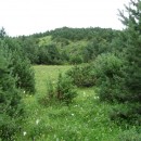 41.панорама.21.7.09тлярош