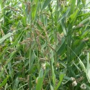 4.саранча.турали.22.06.12