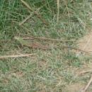 6.ящерицасамка.турали.05.08.11