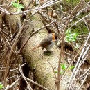 12.зарянка.кисловод.2.05.11