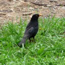 14.черн.дрозд.кисловод.2.05.11