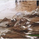 Сбор ихтиологического материала