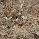 5.щеглы.турали.26.11.11